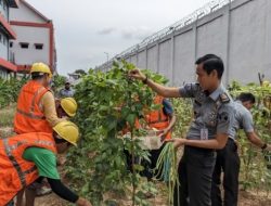 Program Pembinaan Kemandirian, WBP Lapas Kelas IIA Batam Berhasil Panen Kacang Panjang