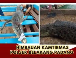 Buaya Pulau Bulan Lepas Bikin Warga Belakang Padang Resah, Kapolsek Belakang Padang Iptu Sonny Fajri, SH., MH Himbau Para Nelayan dan Warga Selalu Waspada