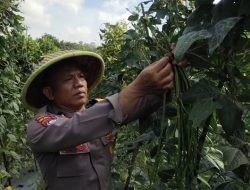 Polsek Batu Aji Panen Kacang Panjang, Wujud Dukungan Program Ketahanan Pangan Nasional