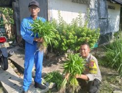 Polsek Belakang Padang Panen Kangkung, Dukung Ketahanan Pangan dan Kesejahteraan Warga