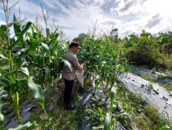 Bhabinkamtibmas Kelurahan Tanjung Uncang Dukung Program Ketahanan Pangan Lewat Panen Jagung Bersama Kelompok Tani