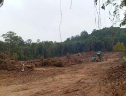 Hutan Bukit Daeng Dibabat untuk Pematangan Lahan, Warga Batu Aji Pertanyakan Legalitasnya