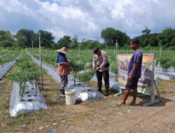 Polsek Galang Dukung Ketahanan Pangan, Wujudkan Asta Cita Presiden RI Di Kebun Cabe Sembulang