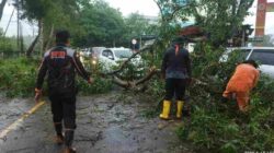 BPBD Tanjung Pinang Tanggap Cepat Evakuasi Dua Pohon Tumbang Saat Hujan Deras