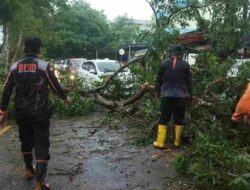 BPBD Tanjung Pinang Tanggap Cepat Evakuasi Dua Pohon Tumbang Saat Hujan Deras