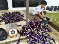 TP PKK Lingga Panen 80 Kilogram Terong Ungu, Dukung Program Ketahanan Pangan