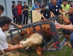 Perayaan Idul Adha 1446 H, Lapas Batam Sembelih 11 Hewan Kurban