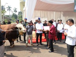 Idul Adha 1446 H, Forum Wartawan Kejaksaan Agung (FORWAKA) Terima Sapi Kurban dari Jaksa Agung 