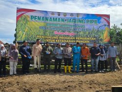 Penanaman Pertama Jagung Pipil dalam Program Ketahanan Pangan Desa Simandolak Kecamatan Benai.