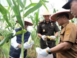 Kejari Batam Tak Hanya Menuntut, Tapi Juga Menanam: Panen Raya Jagung di Rempang Tunjukkan Wajah Baru Penegakan Hukum
