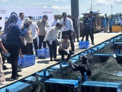Wapres Panen Perdana Budidaya Lobster di Pulau Setokok Batam
