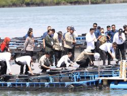 Perkuat Sektor Perikanan, Wali Kota Amsakar Dampingi Wapres Panen Perdana Lobster di Setokok