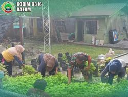 Babinsa Koramil 05/BLP Serda Roni Sitorus Dampingi KWT Bhomi Sentosa Panen Bayam dan Tanam Cabai