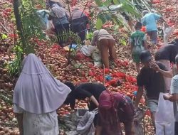 Viral ! Warga Batam Serbu Bawang Merah dan Bawang Bombay Gratis di Kawasan Melcem Tanjung Sengkuang