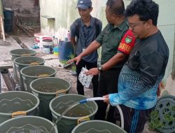 Babinsa Koramil 05/Belakang Padang Serda Roni Sitorus Dampingi Dinas Perikanan Kota Batam Laksanakan Survei Budidaya Ikan dalam Ember