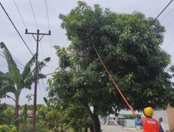 Semangat Jaga Keandalan Listrik, PLN ULP Belakang Padang Rutin Lakukan Pembersihan Pohon di Sekitar Jaringan