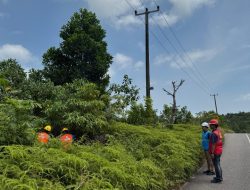 PLN ULP Belakang Padang Bersihkan Jaringan Listrik di Pulau Sembulang Demi Keandalan Pasokan