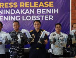 Bea Cukai Batam Gagalkan Penyelundupan 231 Ribu Benih Lobster