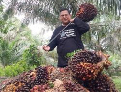 Harga CPO dan Kernel Naik, Kelapa Sawit Mitra Plasma Minggu Ini Dihargai Rp3.743 per Kg